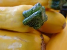 gemuese-zucchini-gelb-schnaitlexpress-saalfelden