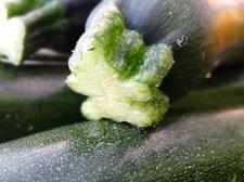 gemuese-zucchini-schnaitlexpress-saalfelden.jpg