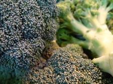 gemuese.broccoli.schnaitlexpress-saalfelden