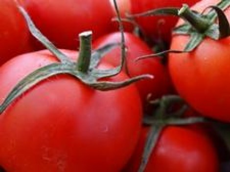 gemuese-tomaten-rispen-schnaitlexpress-saalfelden.jpg