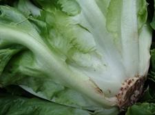 salate-endivien-schnaitlexpress-saalfelden