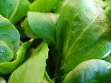 salate-vogerlsalat-schnaitlexpress-saalfelden